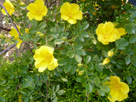 Rosa foetida.jpg