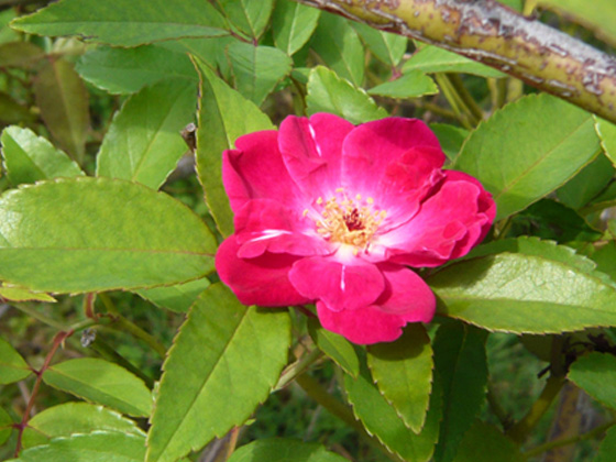 Felberg's Rosa Druschki.jpg