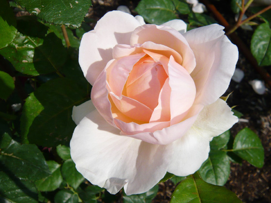 ambridge rose.jpg