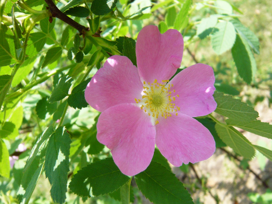 apple rose rosa villosa rosa pomifera.jpg
