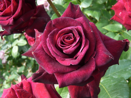 black baccara.jpg