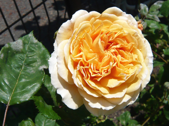 crown princess margareta.jpg