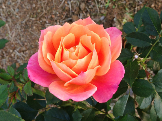 disneyland rose.jpg