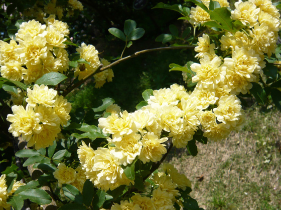 rosa banksiae Lutea.jpg