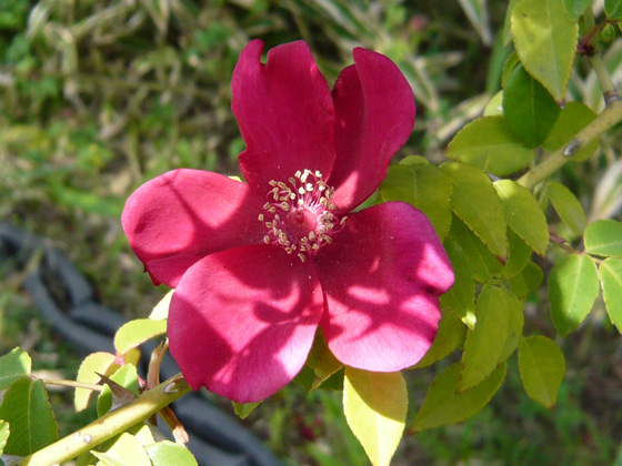 rosa chinensis mutabillis.jpg