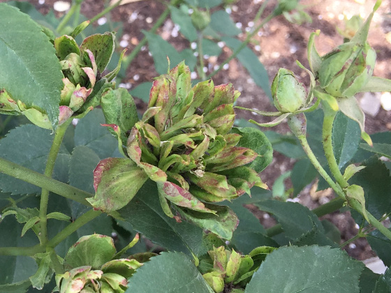 rosa chinensis viridiflora.jpg