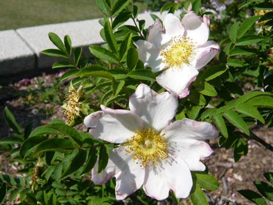 rosa hirtula.jpg