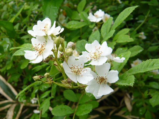 rosa multiflora.jpg