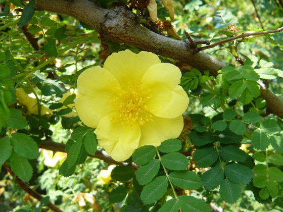 rosa xanthina spontanea.jpg