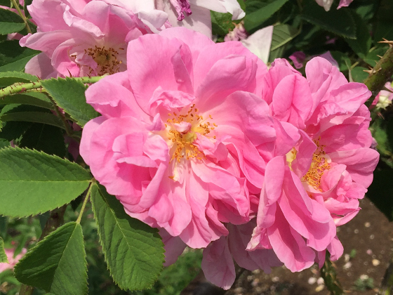 rosa damascena var trigintipetala.jpg