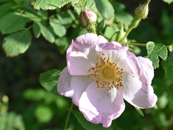 rosa-davidii.jpg