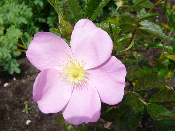 rosa-virginiana.jpg