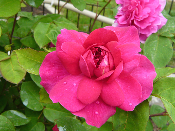 sophy's rose.jpg