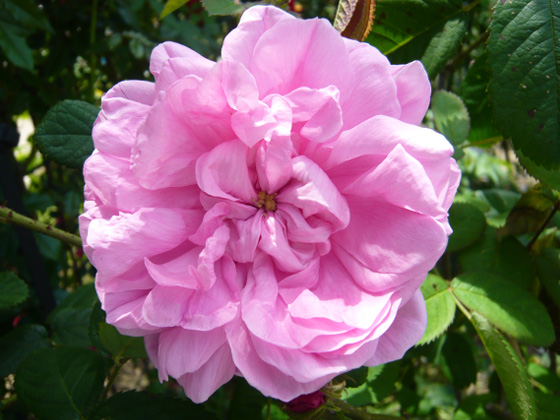 rosa centifolia.jpg