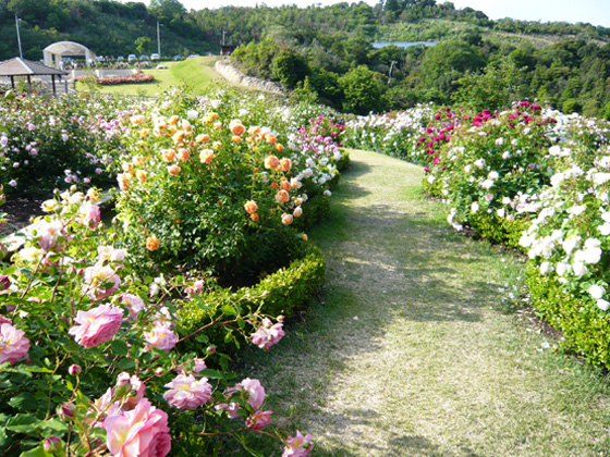 花咲きファーム ディビッド オースチン イングリッシュローズガーデン バラ園紹介 Noibara