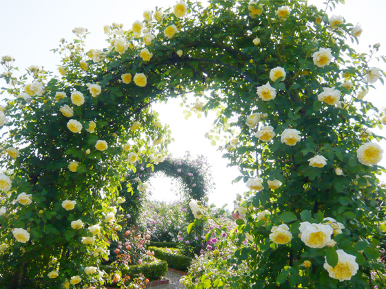 hanasaki farm english rose garden.jpg