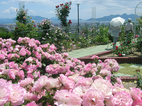 広島市植物公園 バラ園紹介 Noibara