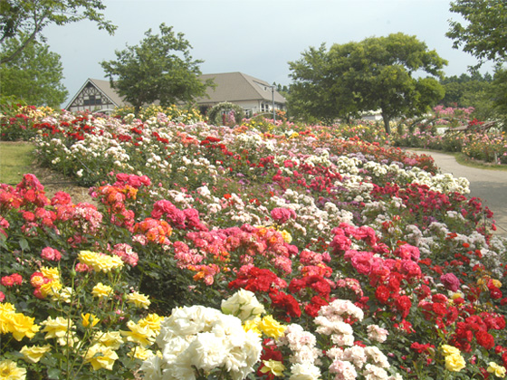 kanoya rose garden.jpg