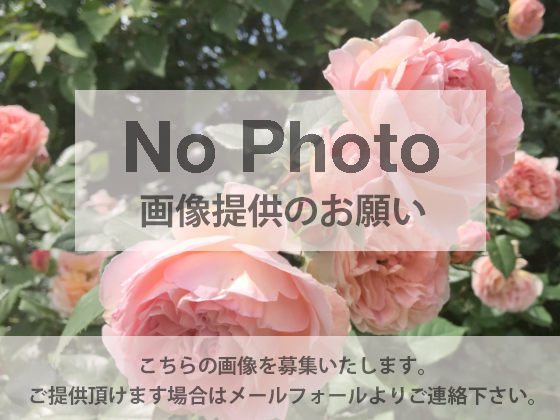 no_photo.jpg