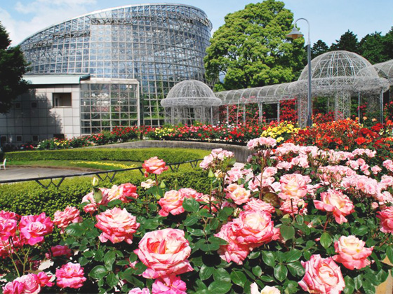 odawara flower park.jpg