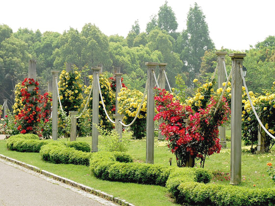 tonboike rose garden.jpg